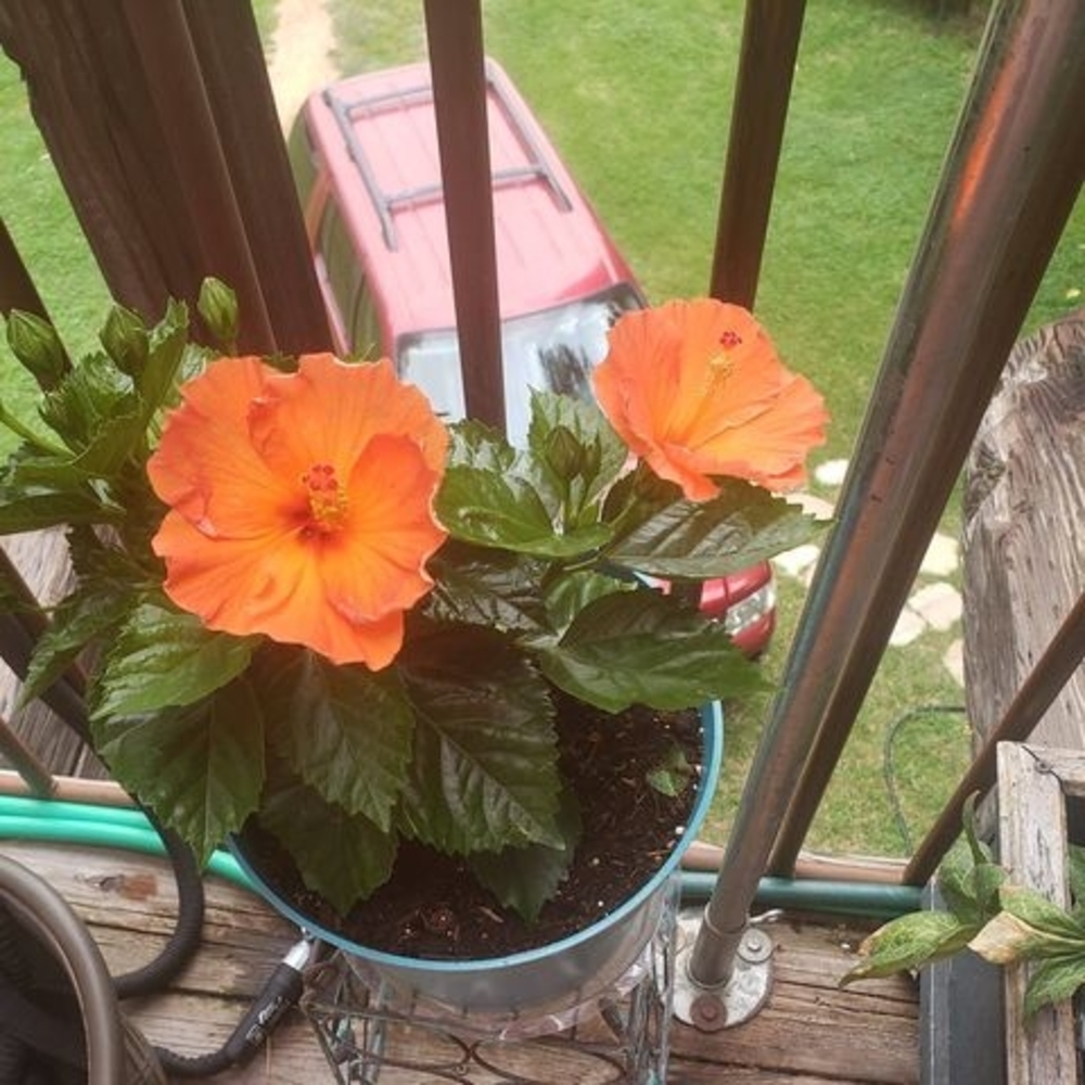 Meet your Posher, Charlene